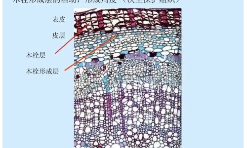 炒当归的副作用是什么专区_炒当归与当归的功效区别专区_中药炒当归的功效网